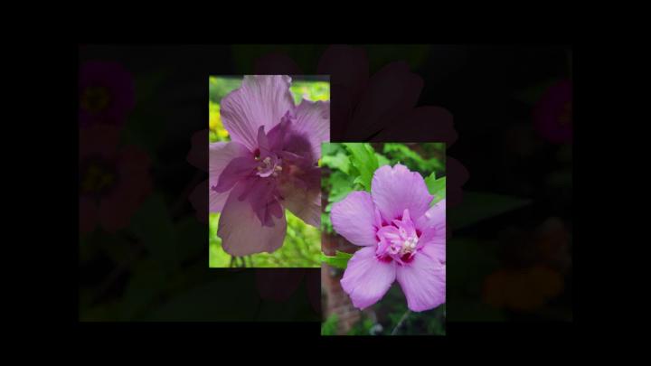 Thumbnail image for MVS627 Blossoms - 2026