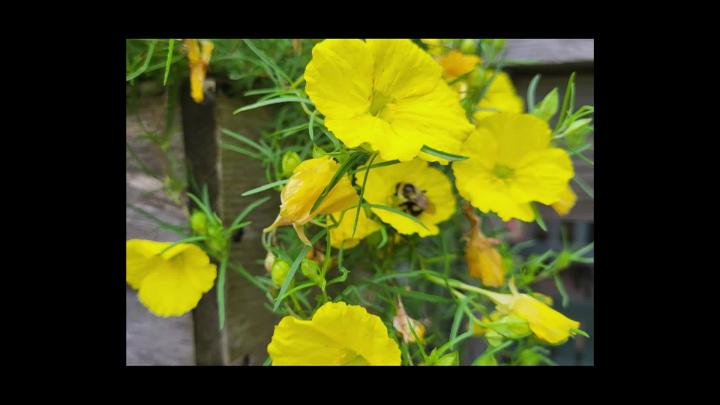 Thumbnail image for MVS628 Gardens - 2026